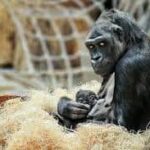 Zoo Praha