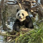 ZOO Schönbrunn o Velikonocích